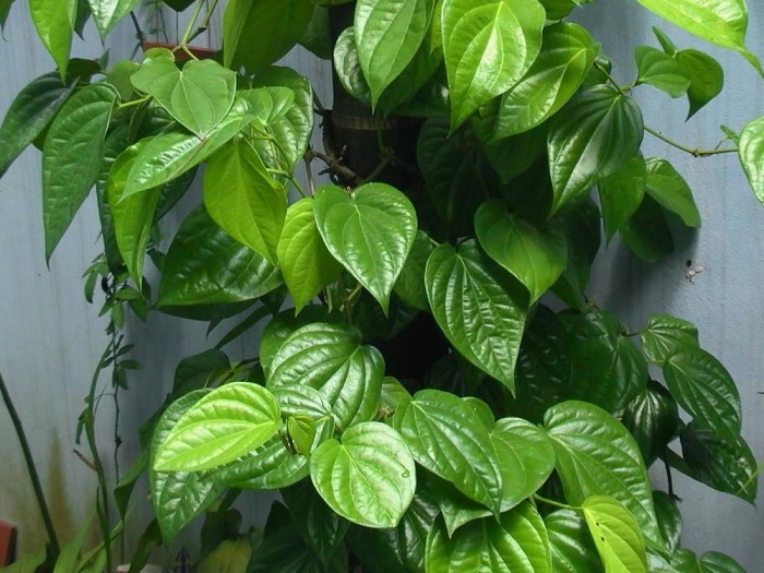 Lời khuyên đến những gia đình đang trồng cây trầu không