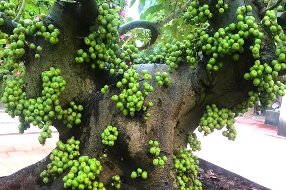 Lời khuyên đến những gia đình đang trồng cây sung