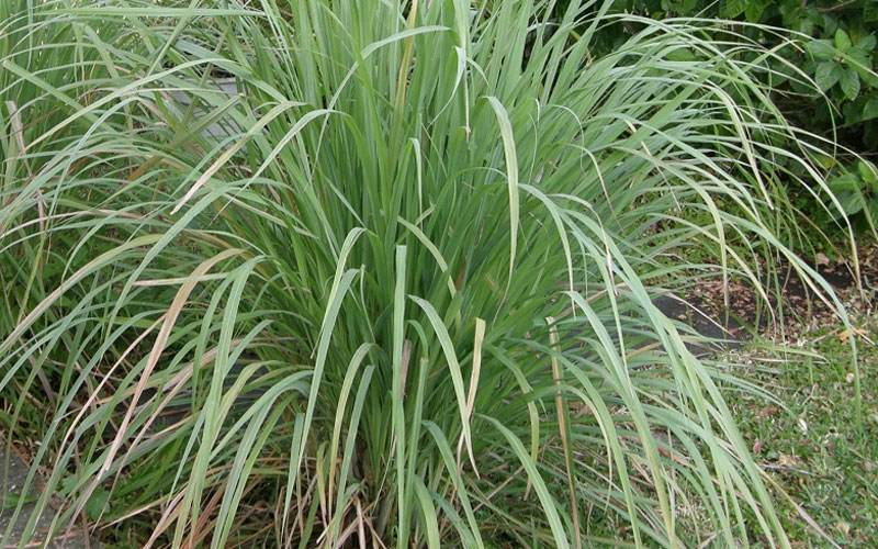 Lời khuyên đến những gia đình đang trồng sả