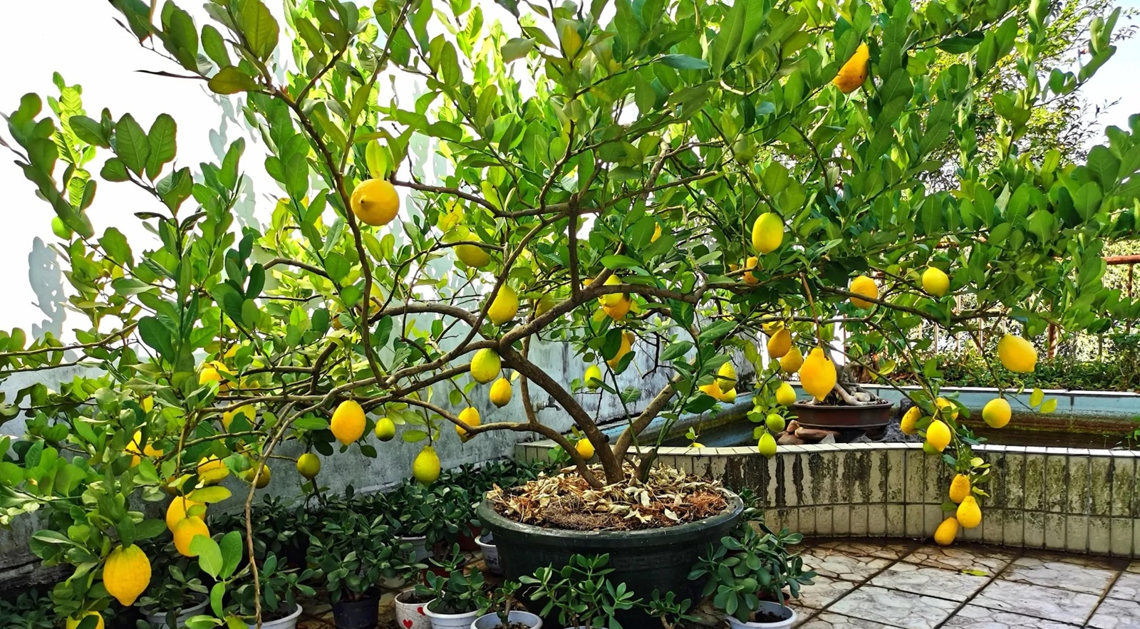 Lời khuyên đến những gia đình đang trồng cây chanh