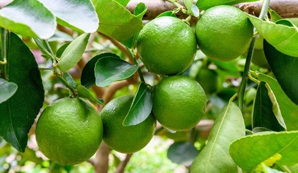 Lời khuyên đến những gia đình đang trồng cây chanh