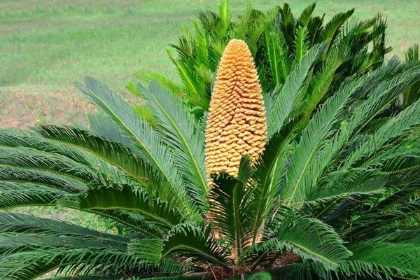 Lời khuyên đến những gia đình đang trồng cây vạn tuế