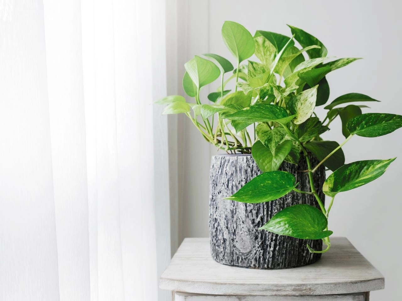 Lời khuyên cho các gia đình đang trồng cây trầu bà