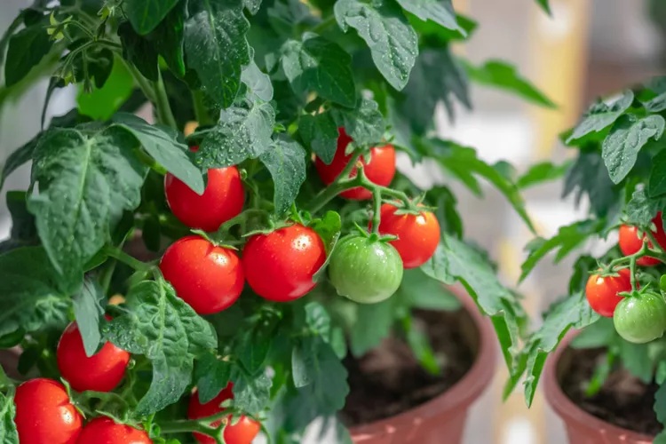 Lời khuyên đến những gia đình đang trồng cây cà chua