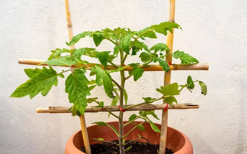Lời khuyên đến những gia đình đang trồng cây cà chua