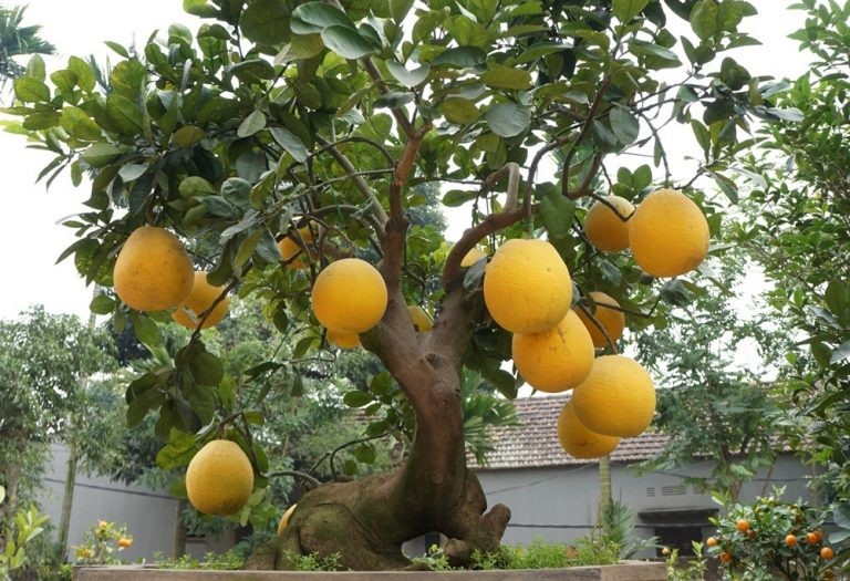 Lời khuyên đến những gia đình đang trồng cây bưởi