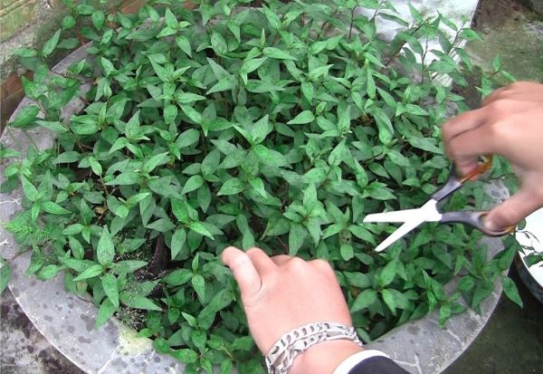 Lời khuyên dành cho các gia đình đang trồng rau răm