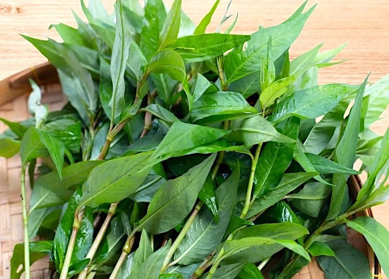 Lời khuyên dành cho các gia đình đang trồng rau răm