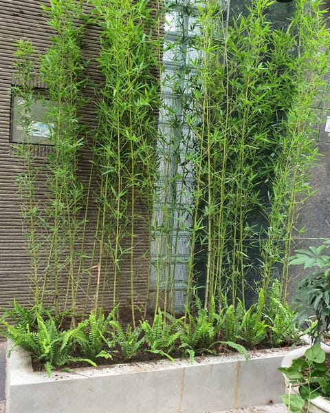 Lời khuyên dành cho những gia đình đang trồng cây tre