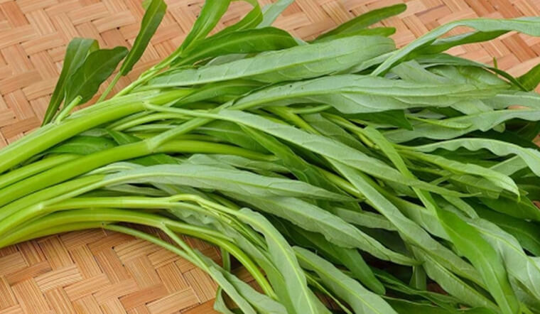 Lời khuyên dành cho những gia đình đang trồng rau muống