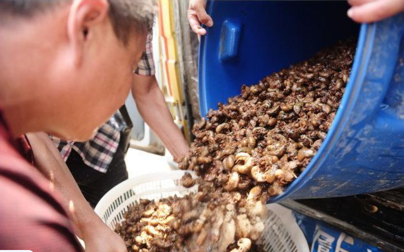 Phát hiện người đàn ông kiếm 232 tỷ đồng/năm nhờ nuôi “vàng sống”