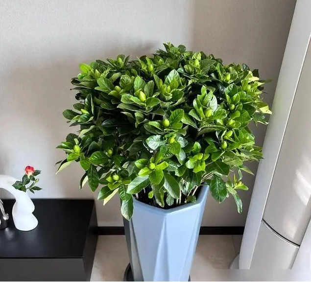 Không phải mê tín, giờ mới biết vì sao nhà giàu trồng 3 loại hoa