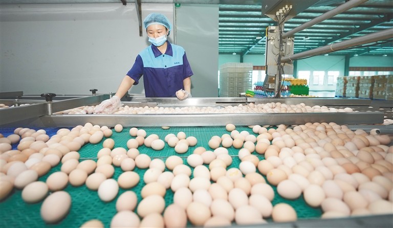 Phát hiện 1 nhà máy trứng sản xuất gần 900.000 quả/ngày: Trứng “không chạm đất” từ lúc đẻ tới lúc bán