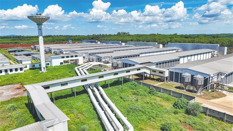 Phát hiện 1 nhà máy trứng sản xuất gần 900.000 quả/ngày: Trứng “không chạm đất” từ lúc đẻ tới lúc bán