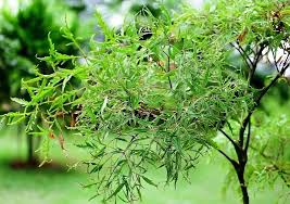 Công dụng của cây đinh lăng
