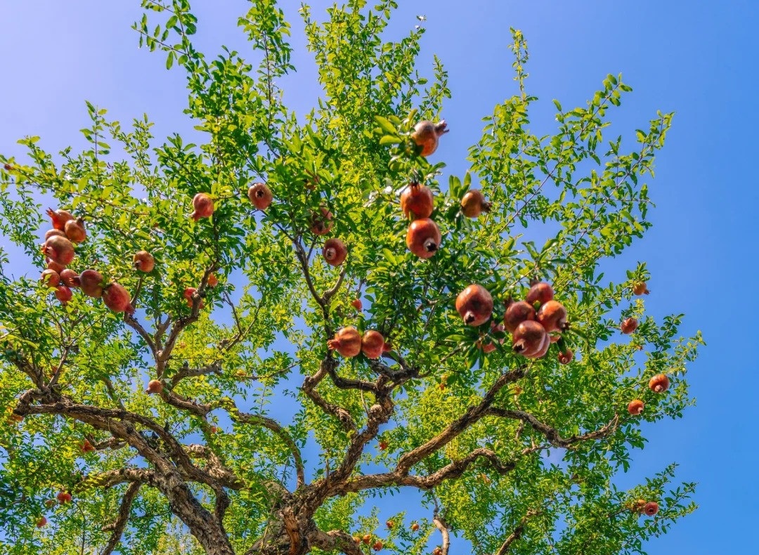 Vì sao người xưa thường trồng cây lựu trong sân nhà?