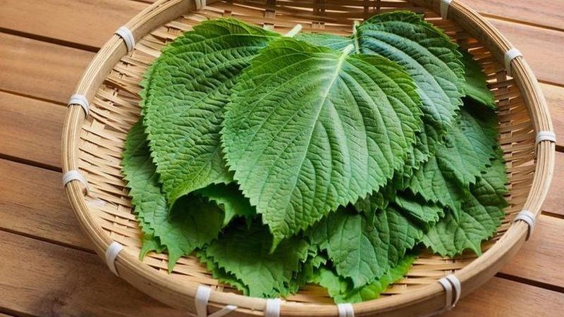 Công dụng của lá tía tô