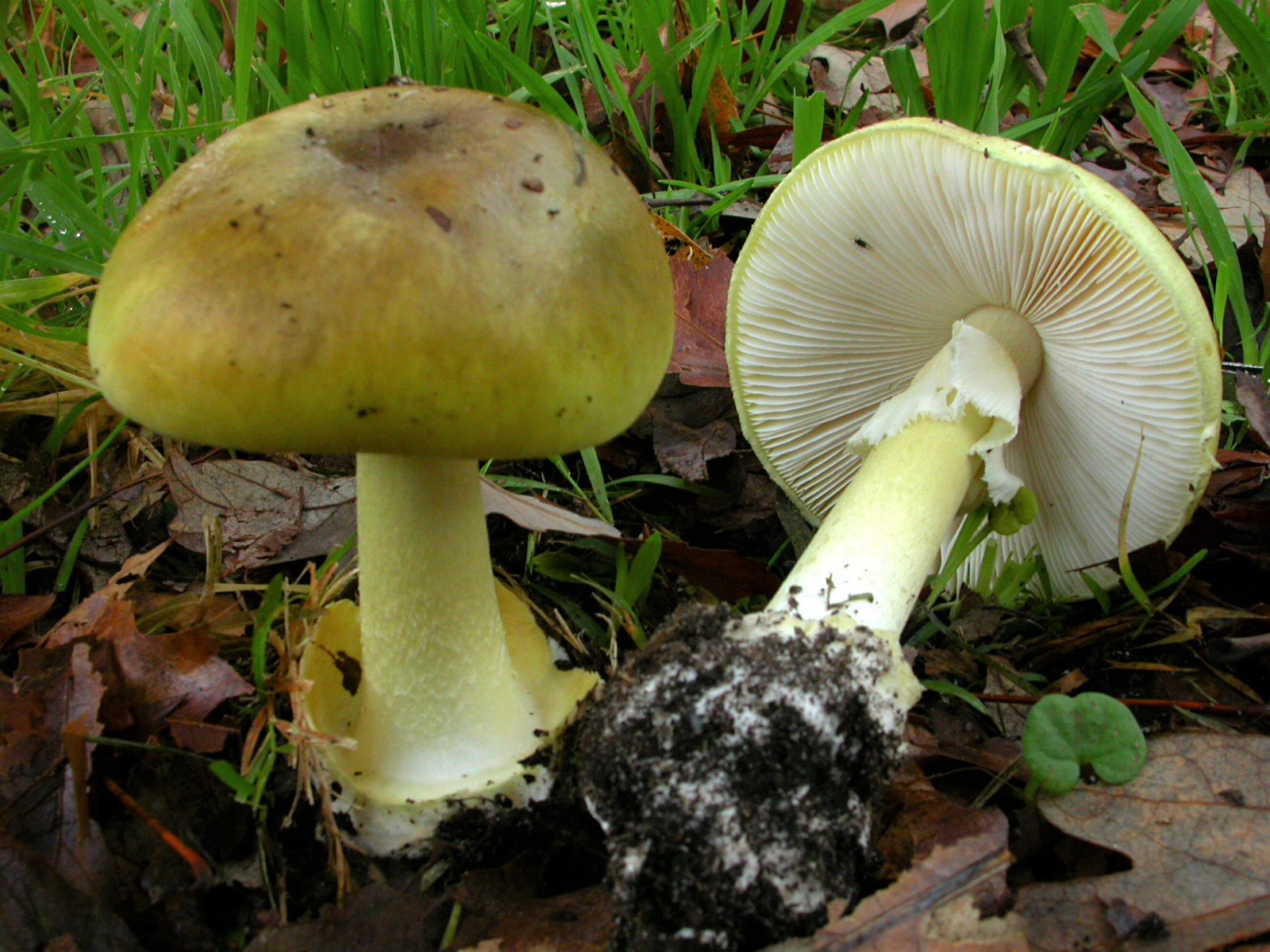 Nấm độc xanh đen (Amanita phalloides) là một trong những loài nấm độc thường gặp tại các khu rừng thông ở Đà Lạt và vùng phụ cận. 