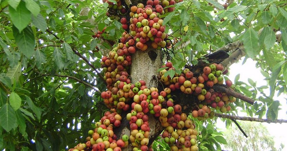 3 lý do vì sao nên trồng một cây sung trong vườn nhà