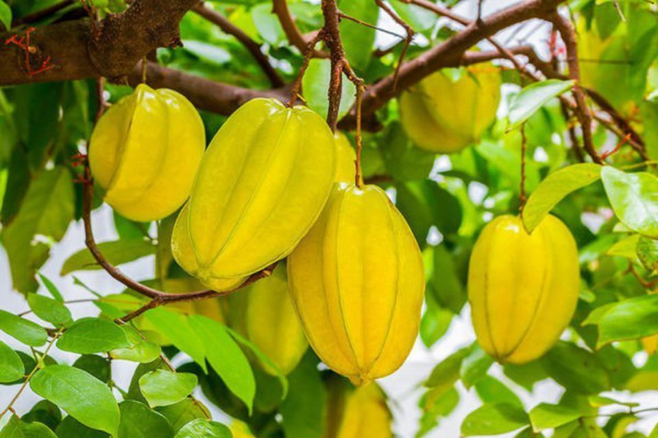 Lời khuyên đến tất cả các gia đình đang trồng cây khế