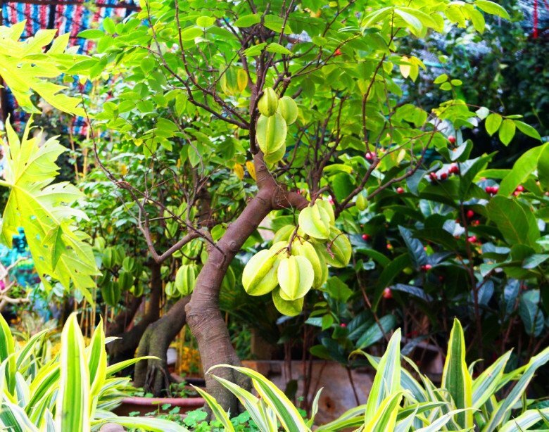 Lời khuyên đến tất cả các gia đình đang trồng cây khế