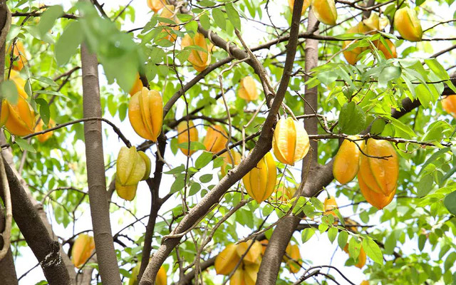 Lời khuyên đến tất cả các gia đình đang trồng cây khế