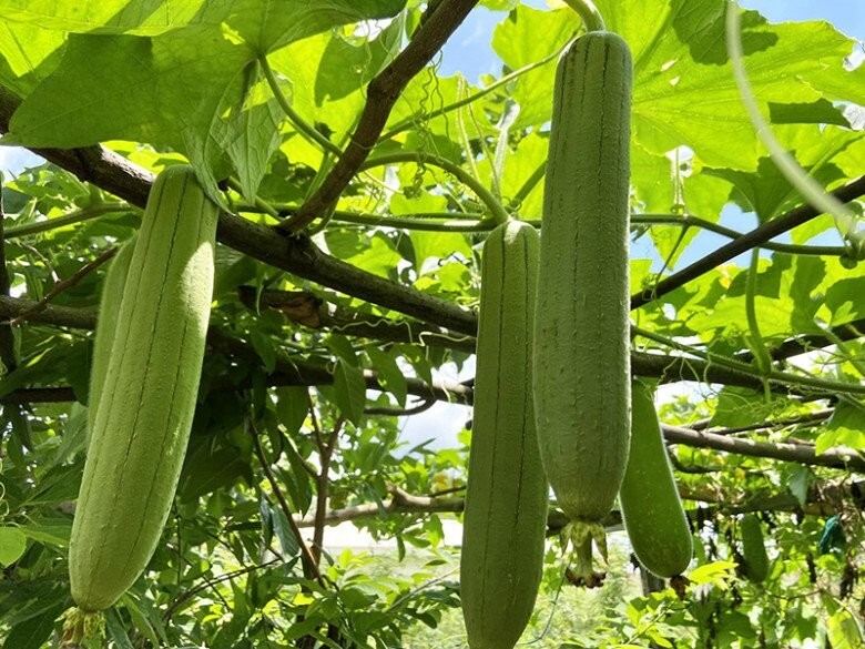 Lời khuyên đến tất cả các gia đình đang trồng cây mướp