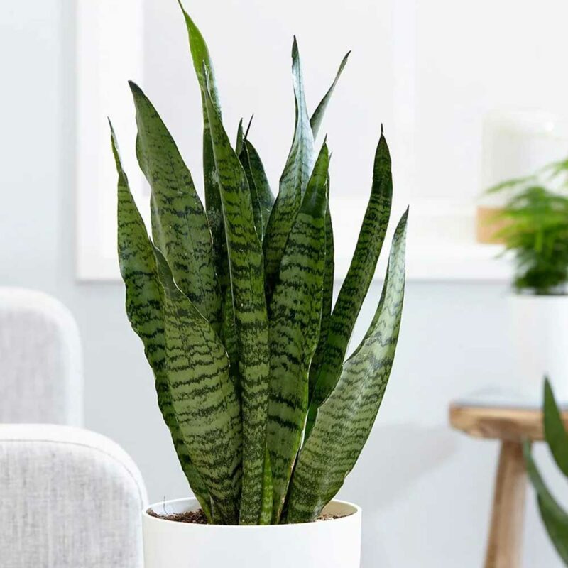 Cây lưỡi hổ có khả năng hấp thụ CO₂ vào ban đêm và giải phóng oxy trong quá trình quang hợp. Ảnh: ST