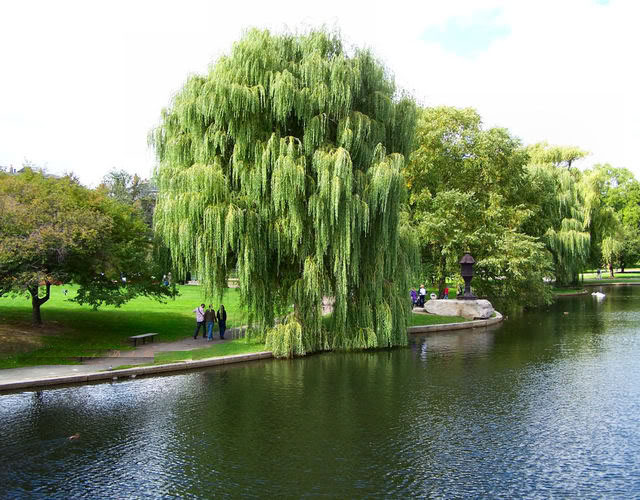 8 loại cây không nên trồng trước nhà, tránh rước xui xẻo, mất lộc