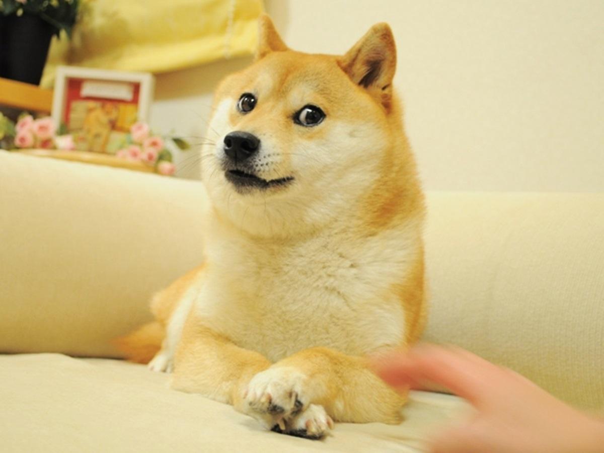 Kabosu - chú chó Shiba Inu đứng sau meme “Doge” huyền thoại.