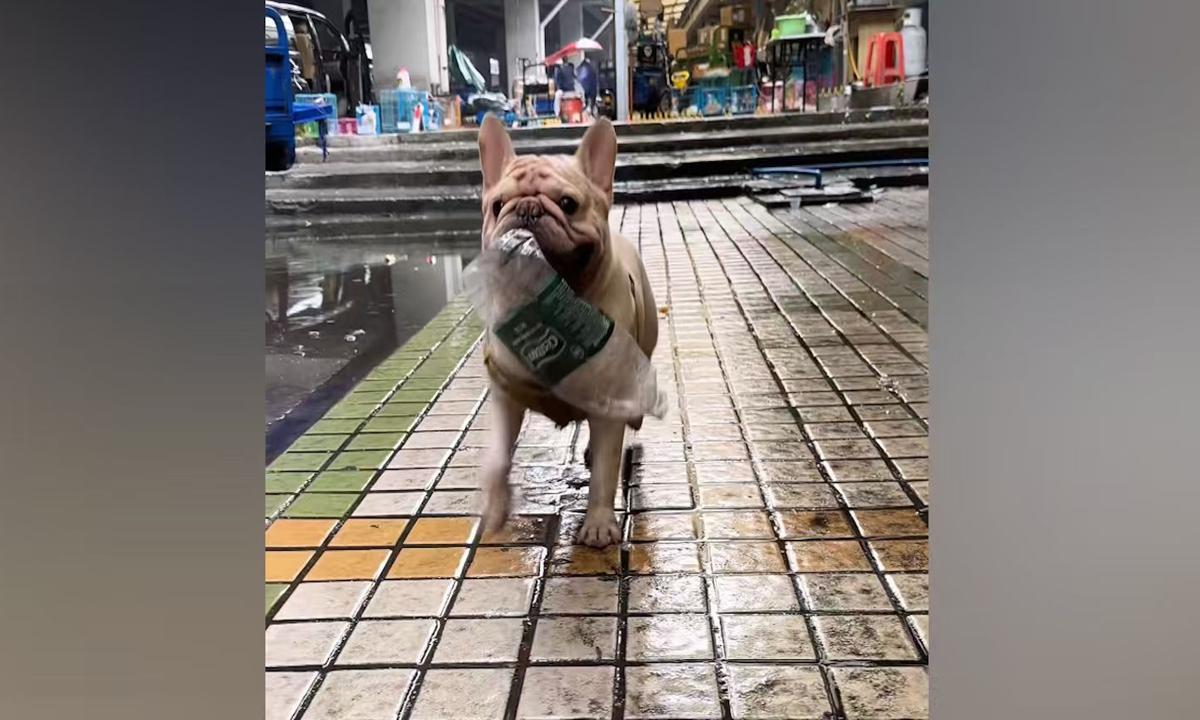 Xiaobai chăm chỉ làm việc cả khi đêm xuống.