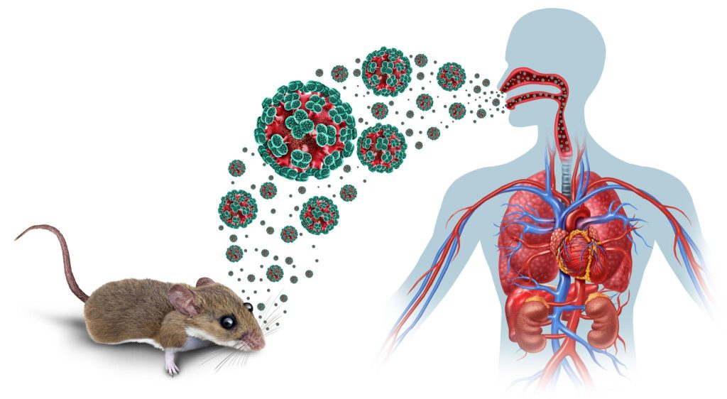 Các loài gặm nhấm như chuột đồng, chuột cổ vàng là ổ chứa tự nhiên của virus Hanta