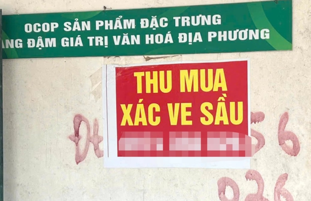 Địa điểm thu mua xác ve sầu