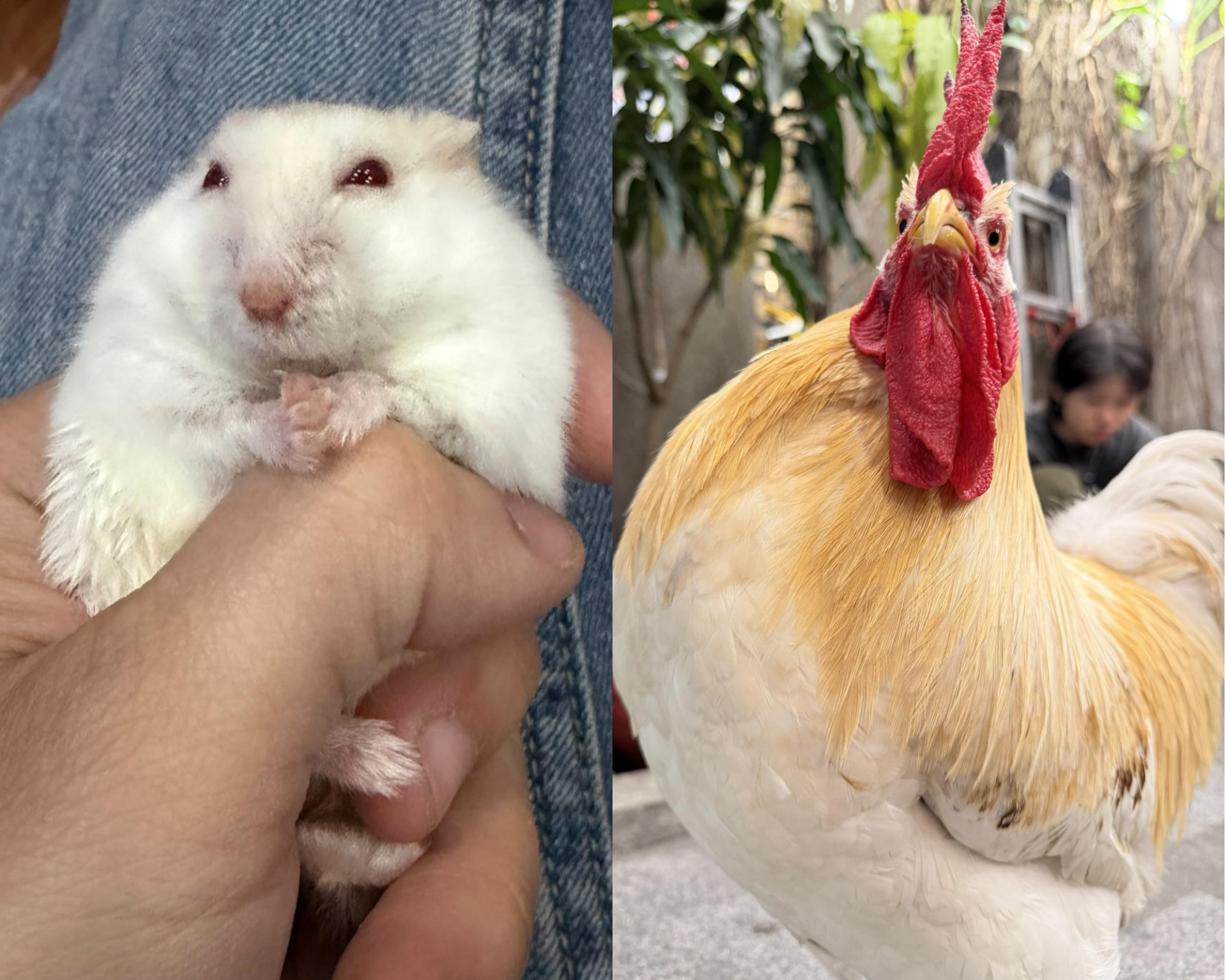 Tiệm cưu mang cả những chú gà, chuột hamster bị bỏ.