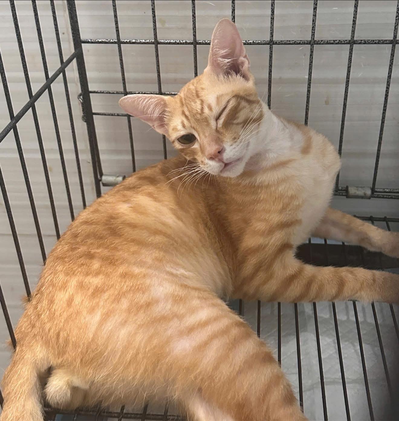 Mèo Koi nhỏ bé thường xuyên nằm lồng điều trị.