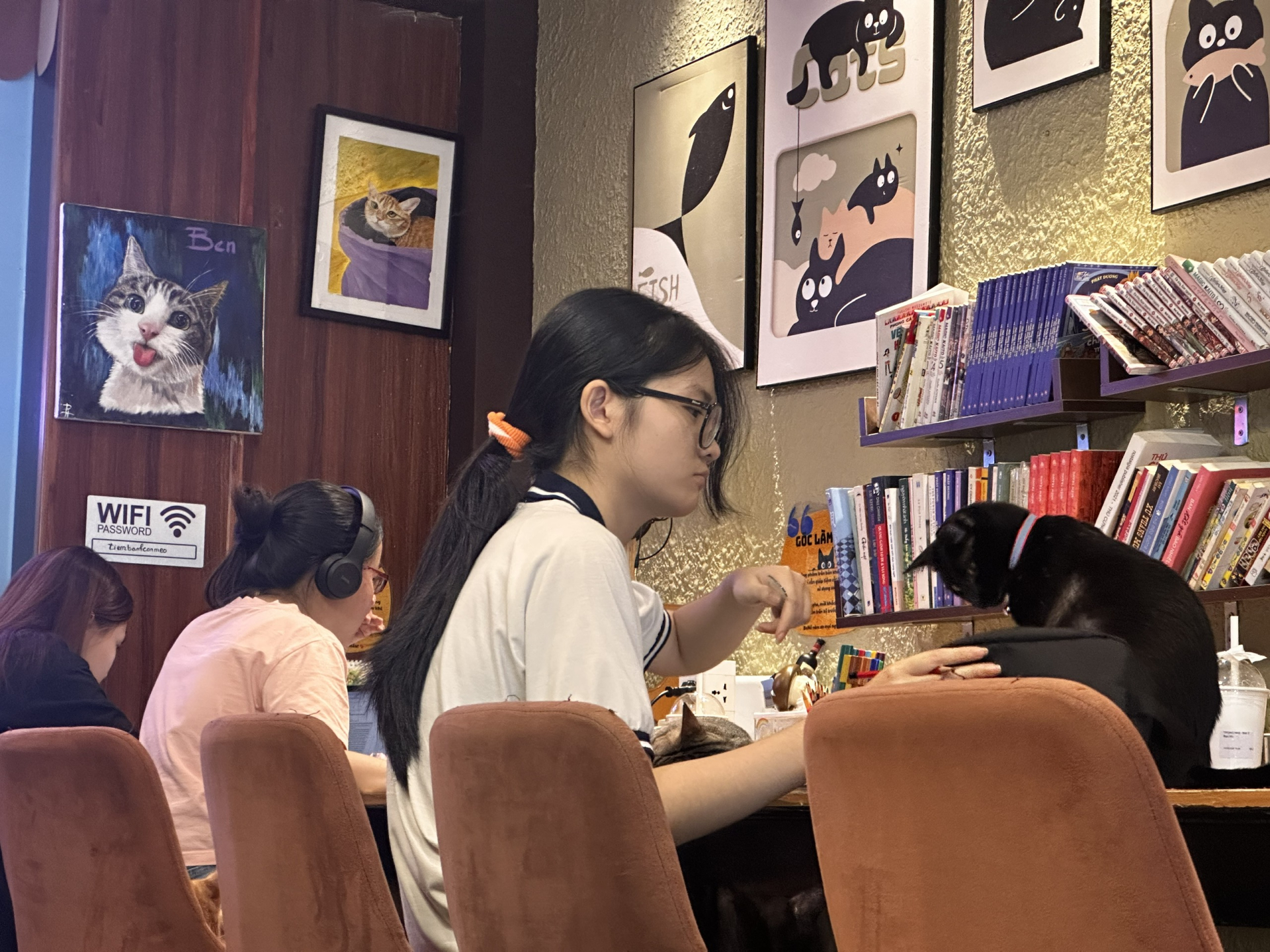 Các bé mèo quấn người, thích tương tác với khách hàng.