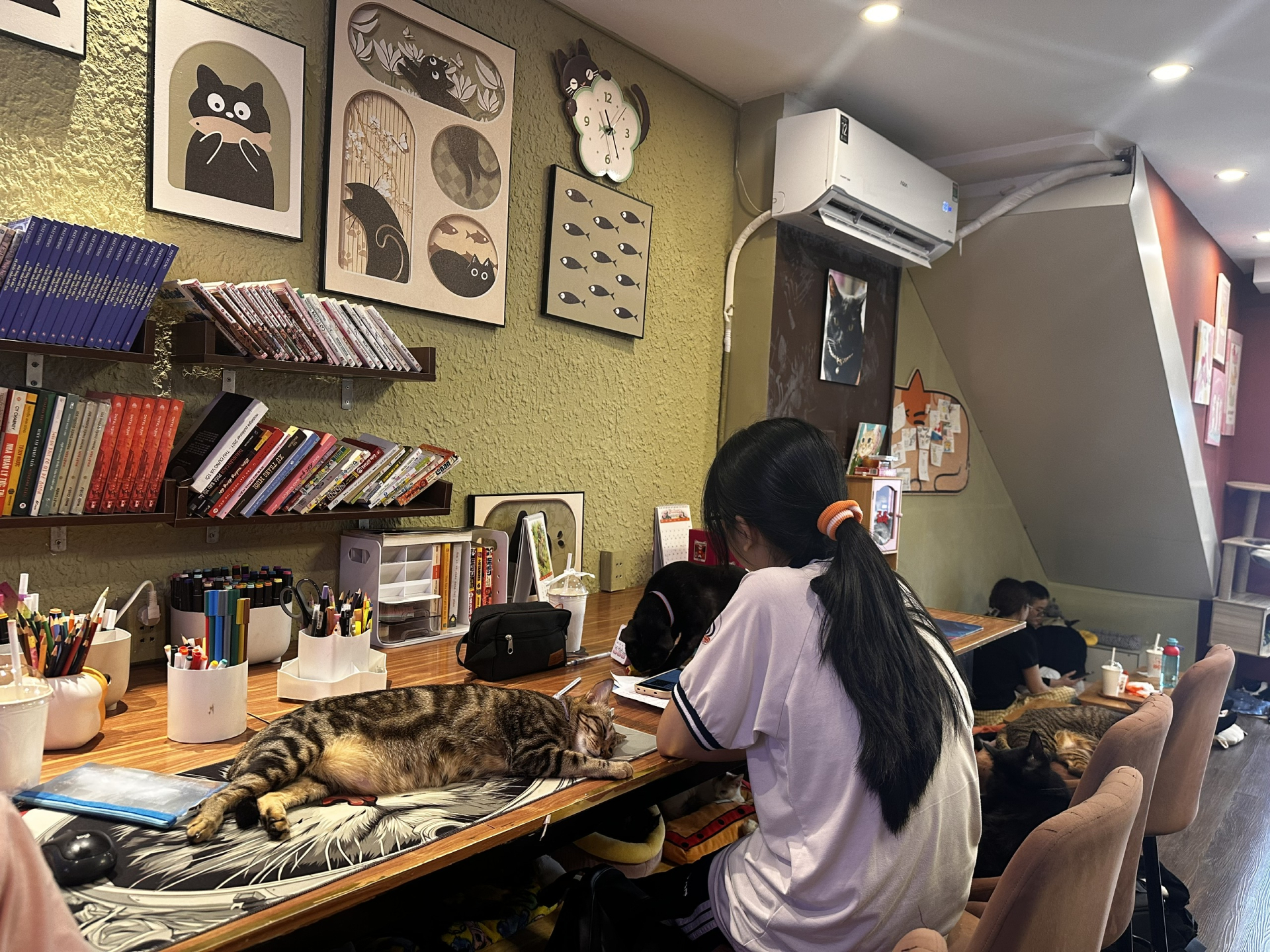 Các bé mèo quấn người, thích tương tác với khách hàng.