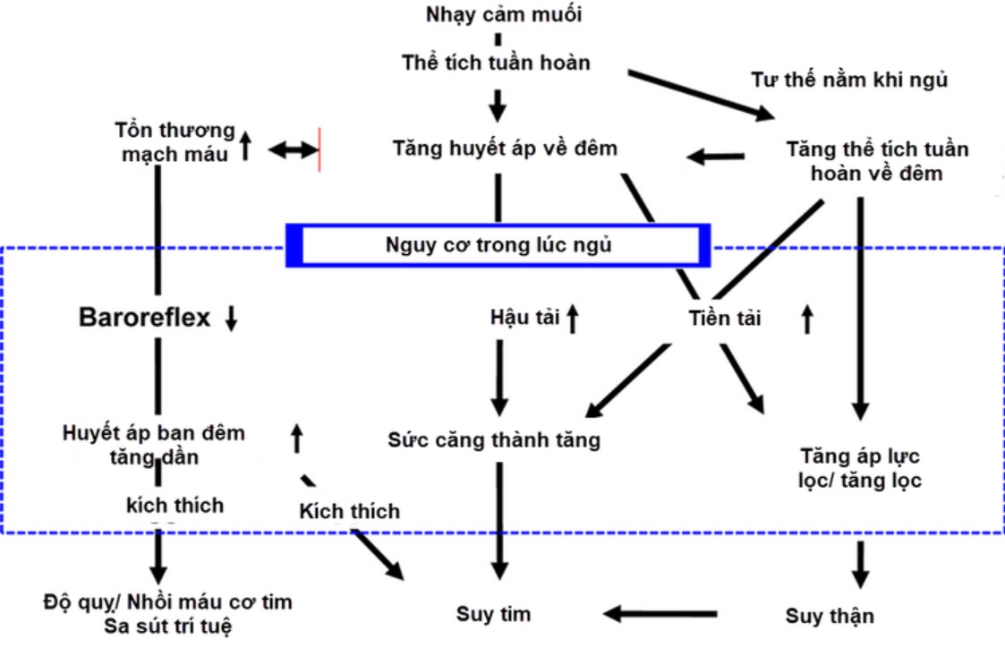 Cơ chế và tác động của huyết áp về đêm lên nguy cơ tim mạch - Ảnh: Vinmec