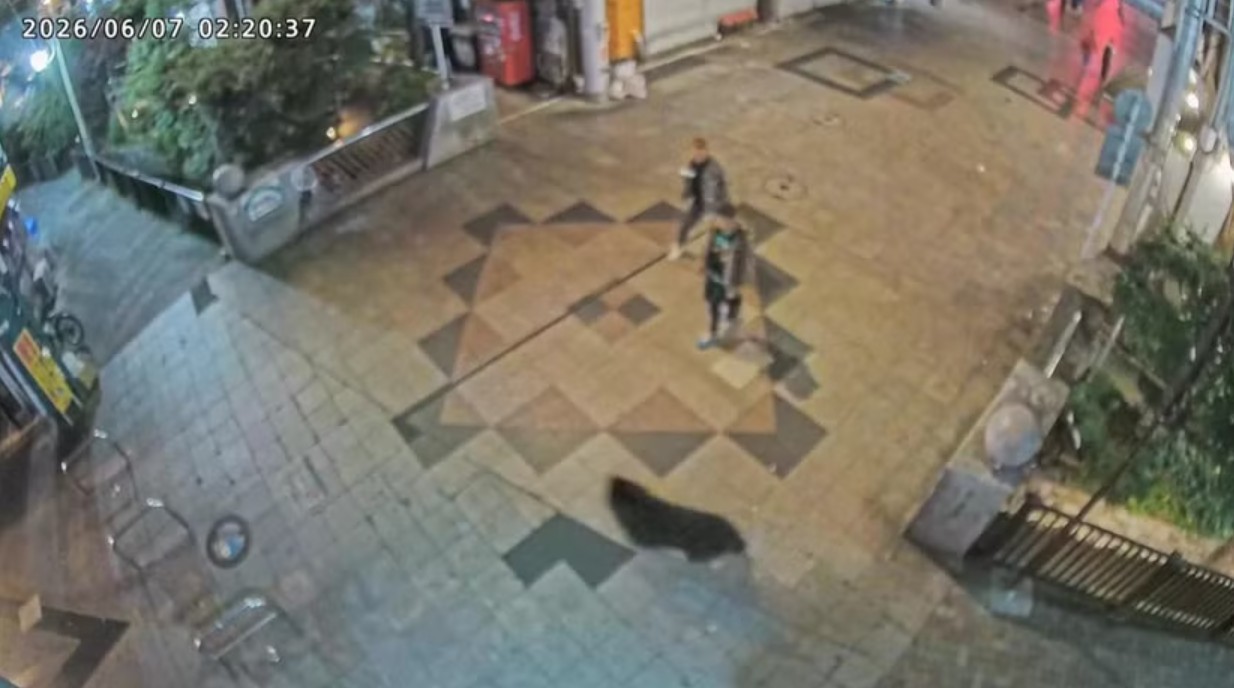 Gấu đen đi giữa đường phố