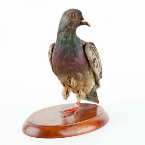 Cher Ami sau đó được bảo quản và trưng bày tại Bảo tàng Lịch sử Hoa Kỳ.