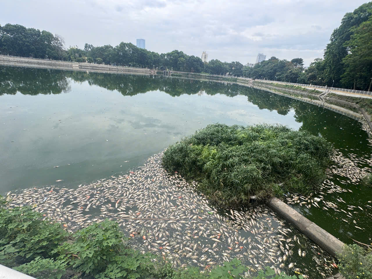 Hình ảnh những con cá chết trôi dạt vào ven bờ, một số đã bắt đầu phân hủy và bốc mùi hôi tanh khiến nhiều người dân không khỏi ái ngại. Theo người dân địa phương, tình trạng cá chết mới chỉ xuất hiện khoảng 3 - 4 ngày trở lại đây