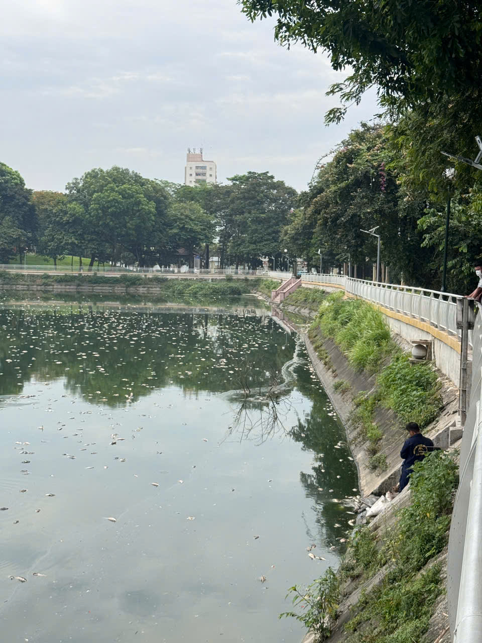Dù chính quyền địa phương đã tiến hành trục vớt một lượng lớn cá chết trong những ngày qua, song trên mặt hồ vẫn còn xuất hiện nhiều xác cá nổi rải rác khớp nơi