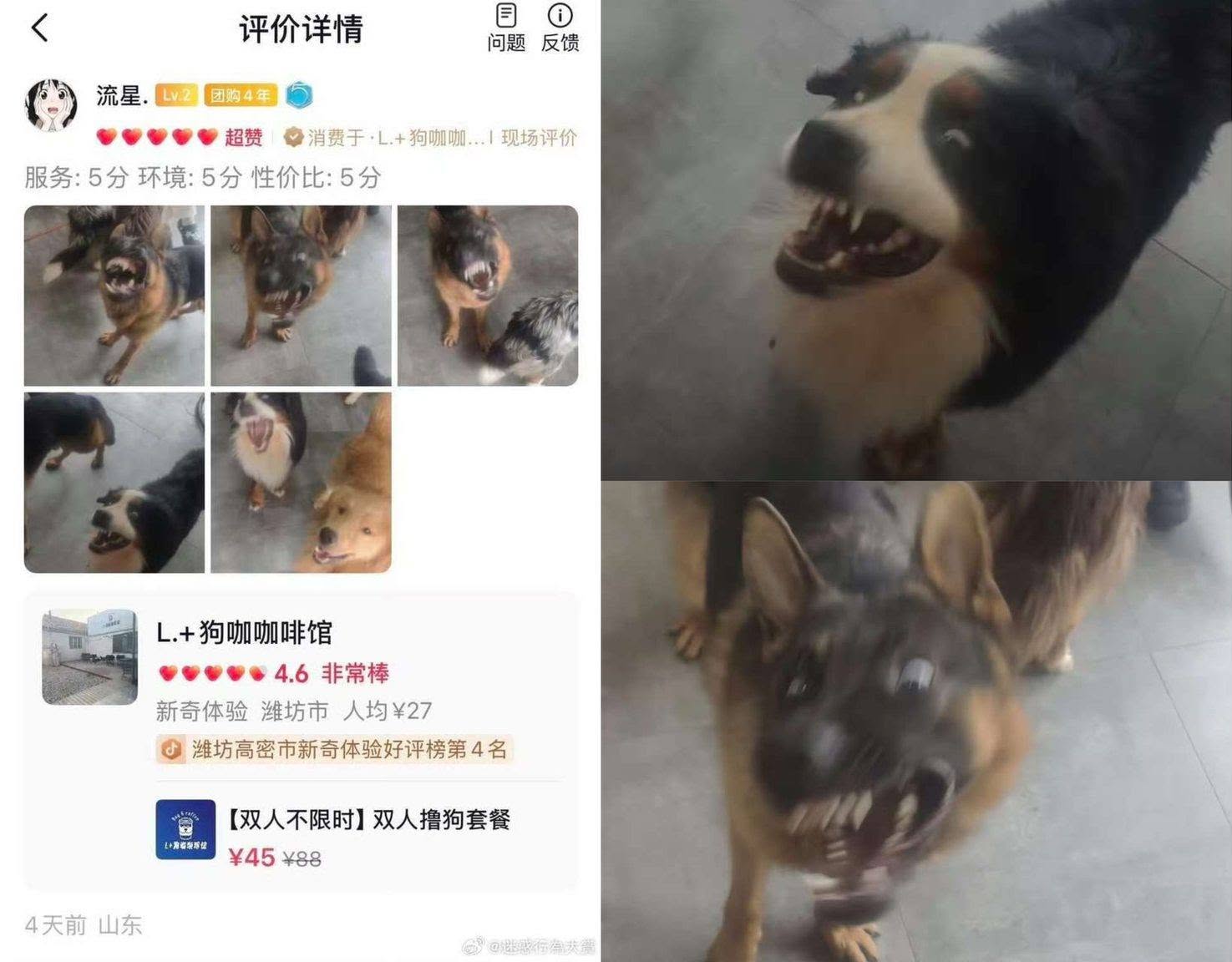 Nhiều người không khỏi giật mình rồi thích thú trước biểu cảm của những chú chó ở đây.