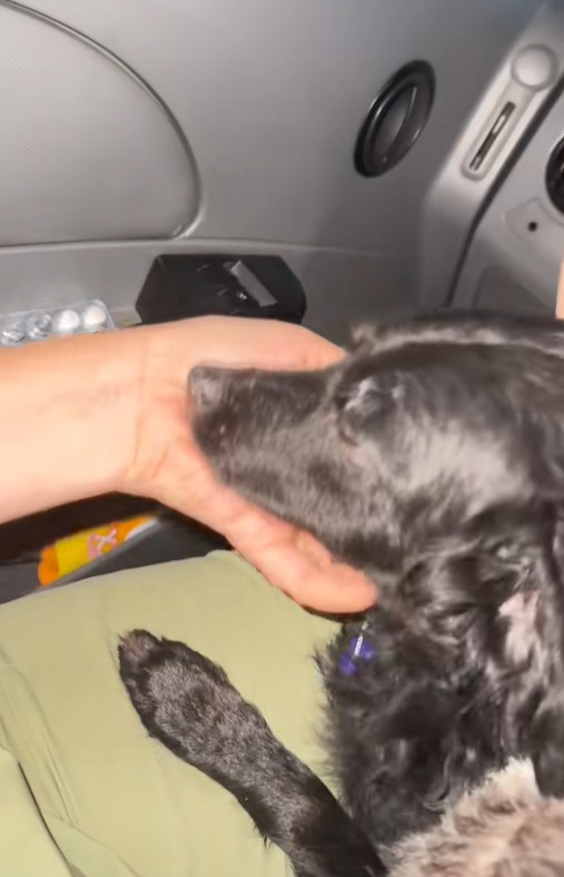 Các bé cún, mèo của @TefyPets_