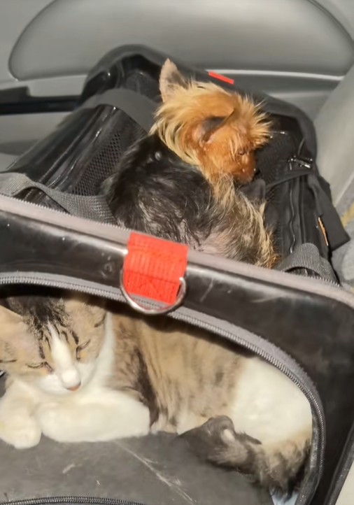 Các bé cún, mèo của @TefyPets_