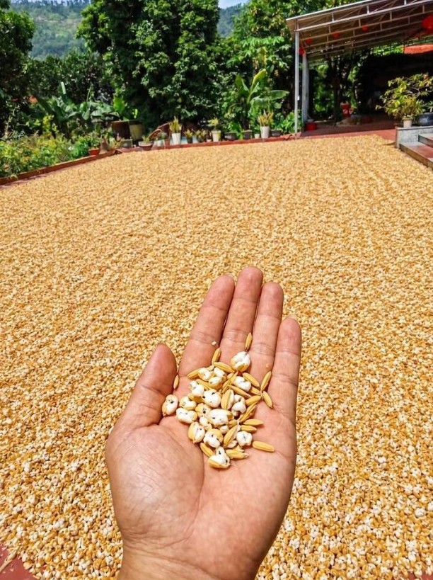 Hình ảnh thóc phơi ngoài sân dưới trời nắng nóng rồi