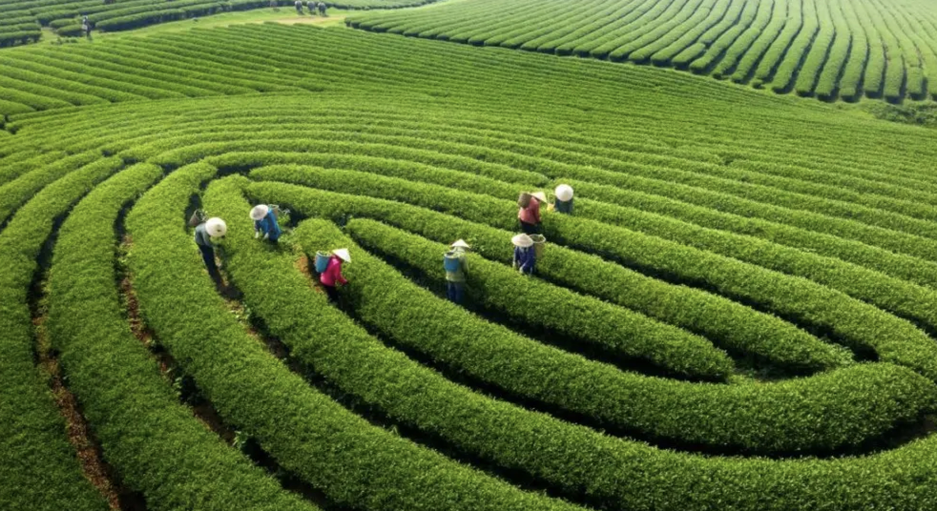 Mộc Châu với khí hậu mát mẻ quanh năm và phong cảnh hữu tình (Ảnh: traveloka)