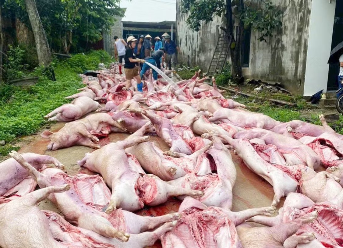 Nhiều người dân đến tìm mua lợn để hỗ trợ chủ hộ