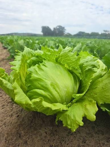 Loại xà lách Mỹ (rau diếp iceberg) được sử dụng tại nhiều nhà hàng (Ảnh: IG)