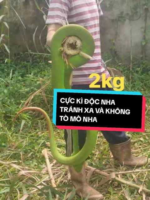 Người dân nên mang ủng, găng tay và quan sát kỹ trước khi đưa tay vào bụi rậm hay hốc cây.